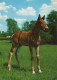 HORSE Animals Vintage Postcard CPSM #PBR845.GB - Pferde