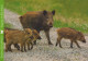 PIGS Animals Vintage Postcard CPSM #PBR782.GB - Pigs
