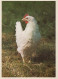 BIRD Animals Vintage Postcard CPSM #PBR591.GB - Oiseaux