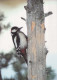 BIRD Animals Vintage Postcard CPSM #PBR528.GB - Oiseaux