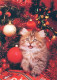 CAT KITTY Animals Vintage Postcard CPSM #PBQ876.GB - Katten