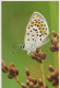 MARIPOSAS Animales Vintage Tarjeta Postal CPSM #PBS448.ES - Butterflies