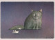 GATO GATITO Animales Vintage Tarjeta Postal CPSM #PBQ754.ES - Katten