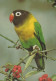 VOGEL Tier Vintage Ansichtskarte Postkarte CPSM #PAN339.DE - Pájaros