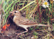 VOGEL Tier Vintage Ansichtskarte Postkarte CPSM #PAM723.DE - Pájaros