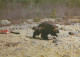 OURS Animaux Vintage Carte Postale CPSM #PBS910.FR - Bears