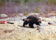 OURS Animaux Vintage Carte Postale CPSM #PBS910.FR - Bären