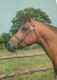 CHEVAL Animaux Vintage Carte Postale CPSM #PBR930.FR - Horses