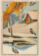 UCCELLO Animale Vintage Cartolina CPSM #PAM845.IT - Birds