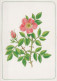 FLOWERS Vintage Ansichtskarte Postkarte CPSM #PBZ182.DE - Blumen