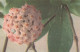 FIORI Vintage Cartolina CPA #PKE659.IT - Blumen