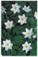 FIORI Vintage Cartolina CPSM #PBZ723.IT - Blumen