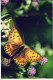 FARFALLA Animale Vintage Cartolina CPSM #PBS451.IT - Papillons