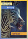 ZEBRA Animale Vintage Cartolina CPSM #PBR932.IT - Zebre