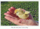UCCELLO Animale Vintage Cartolina CPSM #PBR595.IT - Pájaros