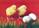 PASQUA POLLO UOVO Vintage Cartolina CPSM #PBO899.IT - Easter