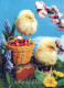 PASQUA POLLO UOVO Vintage Cartolina CPSM #PBO710.IT - Easter