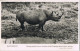 54887. Postal Aerea KHARTOUM (Sudan) 1950. Rinoceronte. Rhinoceros Of Kenia - Soedan (1954-...)