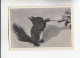 Mit Trumpf Durch Alle Welt Heitere Tierbilder I Eichhörnchen Als Flaschenkind      C Serie 9 # 1 Von 1934 - Other Brands