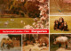 73927248 Landau__Pfalz Tiergarten Flamingos Schimpansen Kamele Baeren Wildschwei - Landau