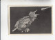 Mit Trumpf Durch Alle Welt Heitere Tierbilder I Kaum 14 Tage Alt Vogel Star   C Serie 9 # 4 Von 1934 - Sigarette (marche)