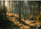 40 - Landes - Foret Landaise - En Automne - CPM - Voir Scans Recto-Verso - Altri & Non Classificati