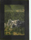 11 - Lapradelle Puilaurens - Le Château Cathare - CPM - Voir Scans Recto-Verso - Other & Unclassified