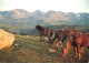 Animaux - Chevaux - Chevaux Dans Le Massif Du Carlit - Carte Neuve - CPM - Voir Scans Recto-Verso - Horses