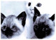 Animaux - Chats - CPM - Voir Scans Recto-Verso - Gatos