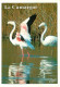 Oiseaux - Flamants Roses - Camargue - Flamingos - CPM - Voir Scans Recto-Verso - Birds