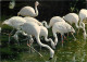 Oiseaux - Flamants Roses - Camargue - Flamingos - CPM - Voir Scans Recto-Verso - Oiseaux