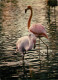 Oiseaux - Flamants Roses - Camargue - Flamingos - CPM - Voir Scans Recto-Verso - Birds