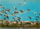 Oiseaux - Flamants Roses - Camargue - Flamingos - CPM - Voir Scans Recto-Verso - Birds