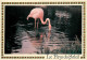 Oiseaux - Flamants Roses - Flamingos - CPM - Voir Scans Recto-Verso - Birds