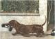 Dackel - Telephon - Dogs