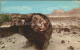 72288052 Arizona_US-State Petrified Forest National Park - Other & Unclassified