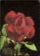 ROSE "Belle Rose" - Blumen