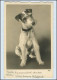 W8G06/ Terrier Hund Schöne Gunkel Foto AK 1935 - Dogs