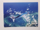 Airline Issued Card. TUI B 737 - 1946-....: Ere Moderne