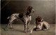 Hunde - Chiens