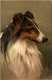 Hund - Collie - Dogs