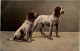 Hunde - Chiens