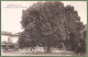 CPA  - AIN - PÉROUGE - LA PLACE DU TILLEUL DE SULLY - (Arbre) - Pérouges