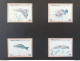 YEMEN يمني PROOFS SET CORRECT Chromaline PROOFS MARINE FAUNA THEME From Ueberreuter NOT ISSUED UNIQUE - Fishes