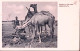 1936-Posta Militare 98 (30.7.36) Manoscr. Belet Uen Su Cartolina Illustrata Affr - Somalië