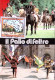 1981-FELTRE IL PALIO Di FELTRE Annullo Speciale (2.8) Su Cartolina Ufficiale - 1981-90: Marcofilie