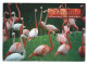 Stati Uniti, Florida 2005; Fenicotteri Rosa A Passeggio, Pink Flamingos. Timbro "Greetings From RODNEY And ......." - Pájaros