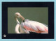 CP Animaux - Protection De L'espace Littoral Et Des Rivages Lacustres - Flamant Rose - Birds