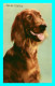 A806 / 601 CHIEN Pin Up Toutou - Chiens