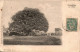 N°884 W -cpa Villechetive -le Chêne- - Alberi